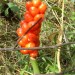 Fruits de l'arum sauvage